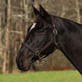 Henri de Rivel Pro Fancy Padded Rolled Throat Triple Stitched Halter - Breeches.com