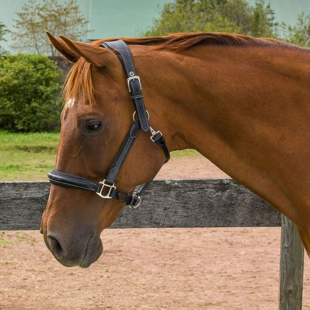 Henri de Rivel Stress Free Halter With Fancy Contrast Stitching_2